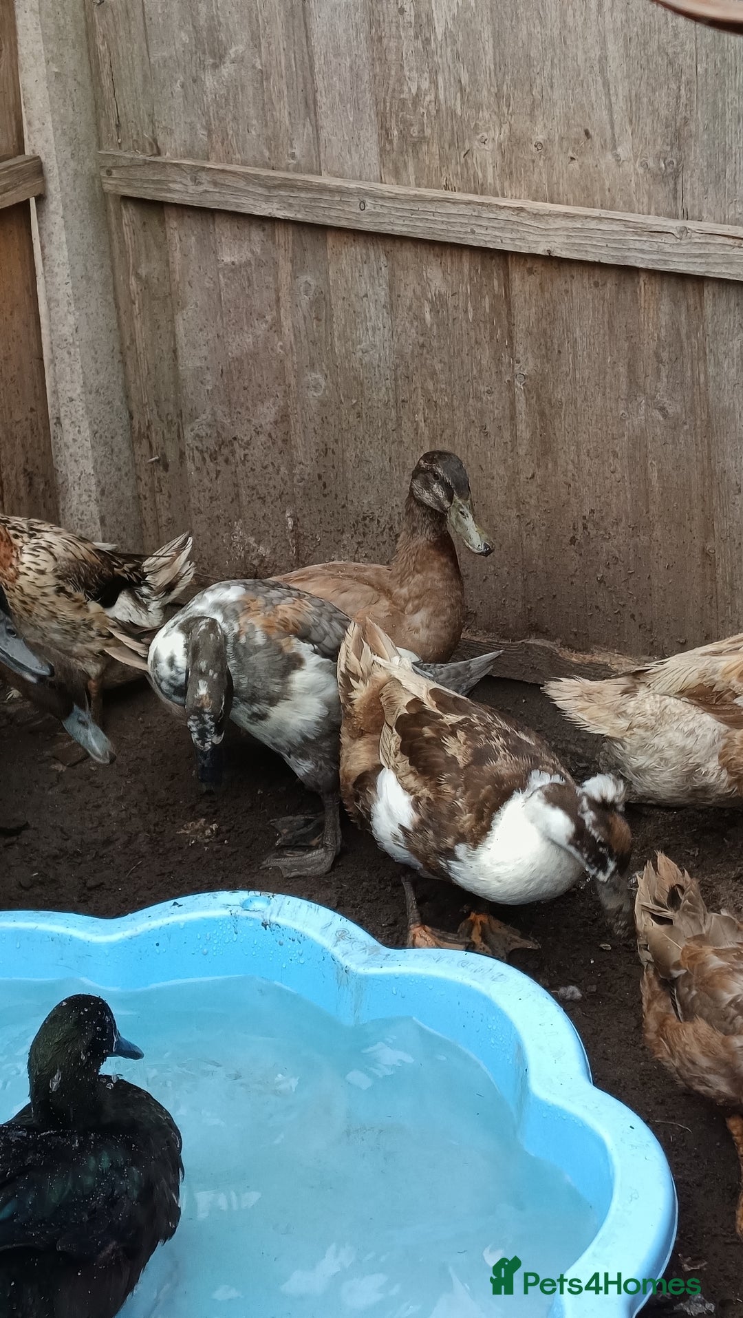 Ducks poultry for sale: Flock seeking new pasture - Image 3