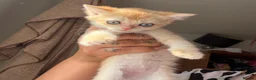 British Shorthair cats for sale: 5 Chocholate golden British shorthair kittens 🐱  - Advert 19