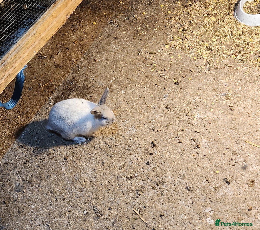 Mixed Breed rabbits for sale: Adorable Mixed Breed Baby Rabbits - Born October  - Advert 9