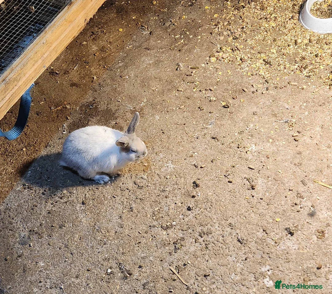 Mixed Breed rabbits for sale: Adorable Mixed Breed Baby Rabbits - Born October  - Advert 9