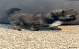 Zuchon dogs for sale: Shihzu x Bichon x Westie - Image 19