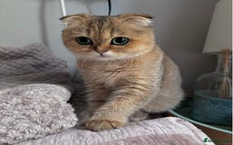 Scottish Fold cats for sale: Last stunning golden girl  - Image 4