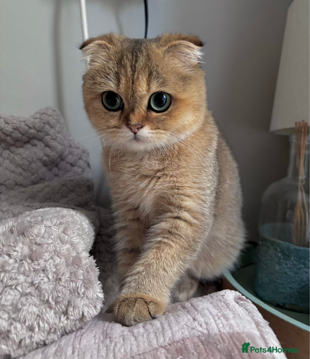 Scottish Fold cats for sale: Last stunning golden girl  - Image 4
