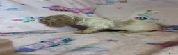 Cocker Spaniel dogs for sale: Beautiful show type cocker spaniel puppies in Dover - Advert 17