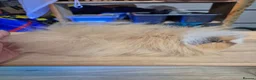 Guinea Pig rodents for sale: Teddy and swiss boars - Advert 3