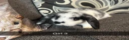 Mixed Breed rabbits for sale: Baby rabbits  - Advert 8