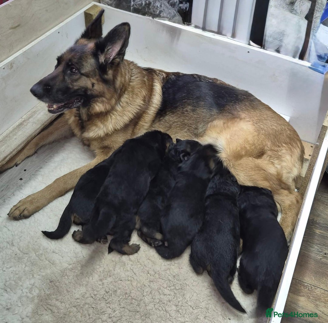 German Shepherd dogs for sale: German shepherd puppies - Advert 7