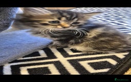 Mixed Breed cats for sale: 2 females mixed maincoon  - Image 3