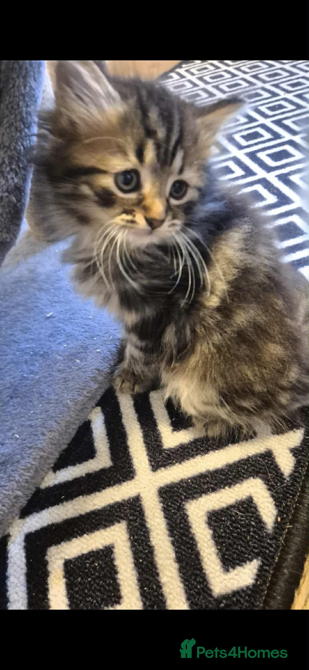 Mixed Breed cats for sale: 2 females mixed maincoon  - Image 3