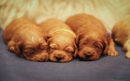 Cockapoo dogs for sale: Stunning F2b Miniature Cockapoos / Health Tested - Image 4