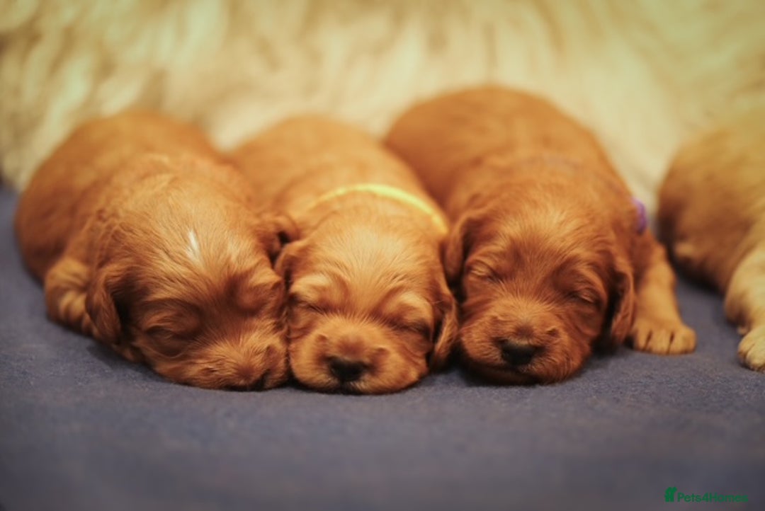 Cockapoo dogs for sale: Stunning F2b Miniature Cockapoos / Health Tested - Image 4