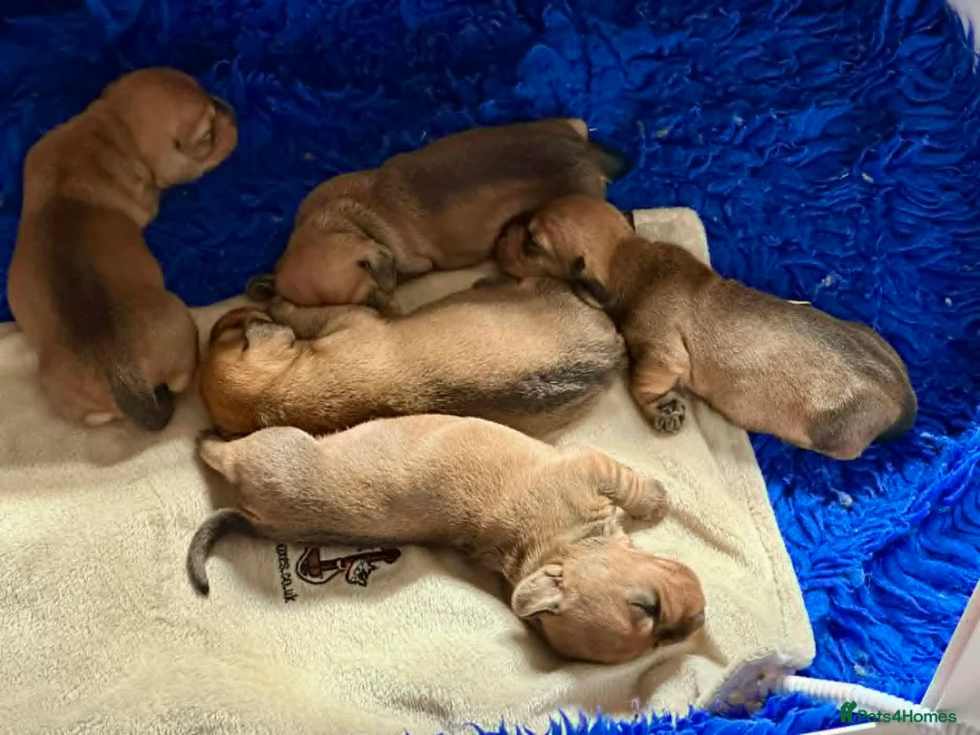Dachshund dogs for sale: Std Wire Haired Dachshund Pups - Advert 2