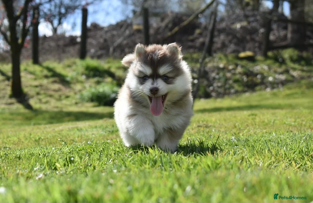 Pomsky dogs for stud: American Import Chocolate Pomsky for Stud in Ammanford - Advert 22