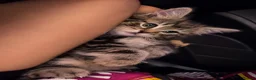 Maine Coon cats for sale: British shorthair and Maine coon kitten. (NO) - Advert 8