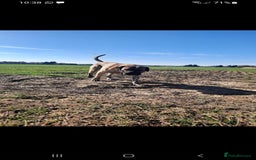 Presa Canario dogs for stud: STUD DOG presa canario pedigree reverse brindle - Image 3