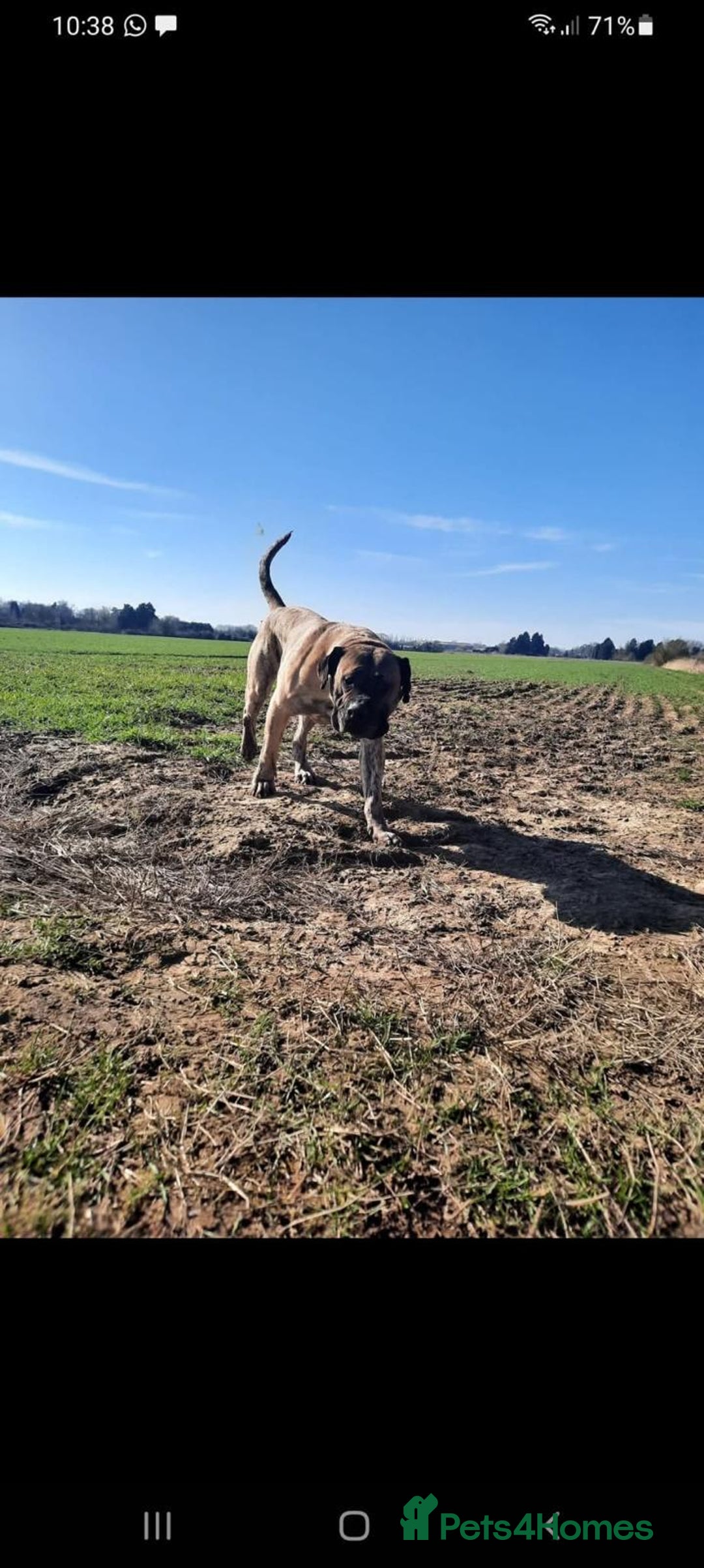Presa Canario dogs for stud: STUD DOG presa canario pedigree reverse brindle - Image 3