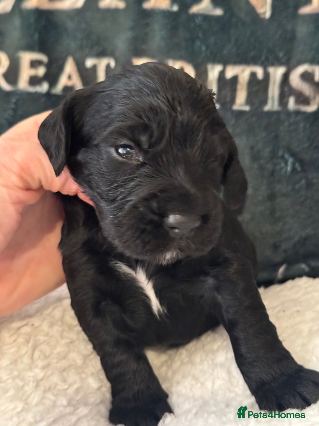 Cocker Spaniel dogs for sale: A gorgeous litter of WCS - Advert 25