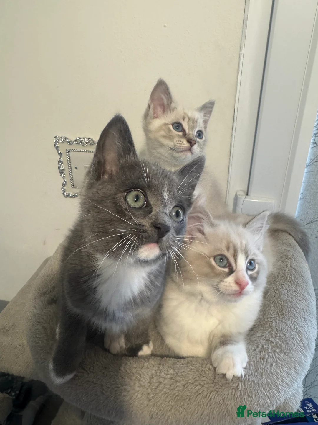Ragdoll cats for sale: Adorable Ragdoll Kittens - Advert 5