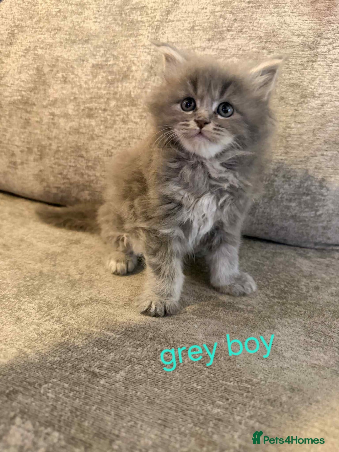 Maine Coon cats for sale: Pure Maine coon kittens - Advert 16