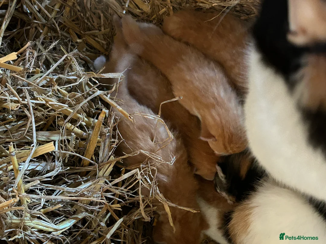 Mixed Breed cats for sale: Gorgeous Ginger Farm Kittens  - Advert 5