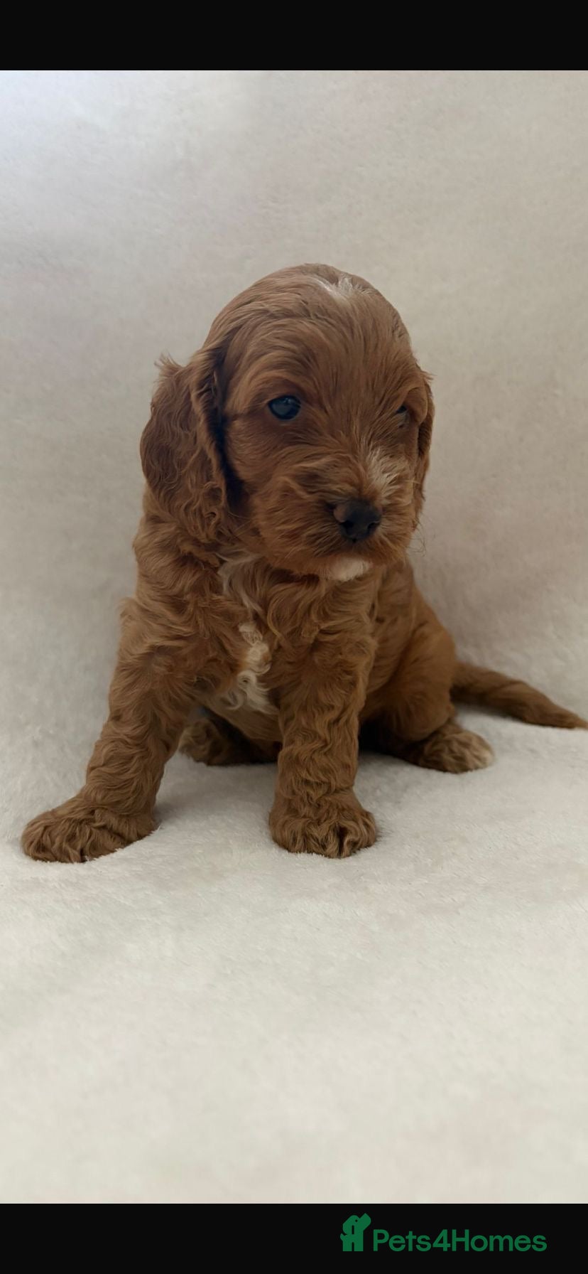 Cockapoo dogs F1 Cockapoos - health tested parents  - Advert 5