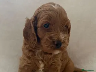 Cockapoo dogs F1 Cockapoos - health tested parents - Advert 5