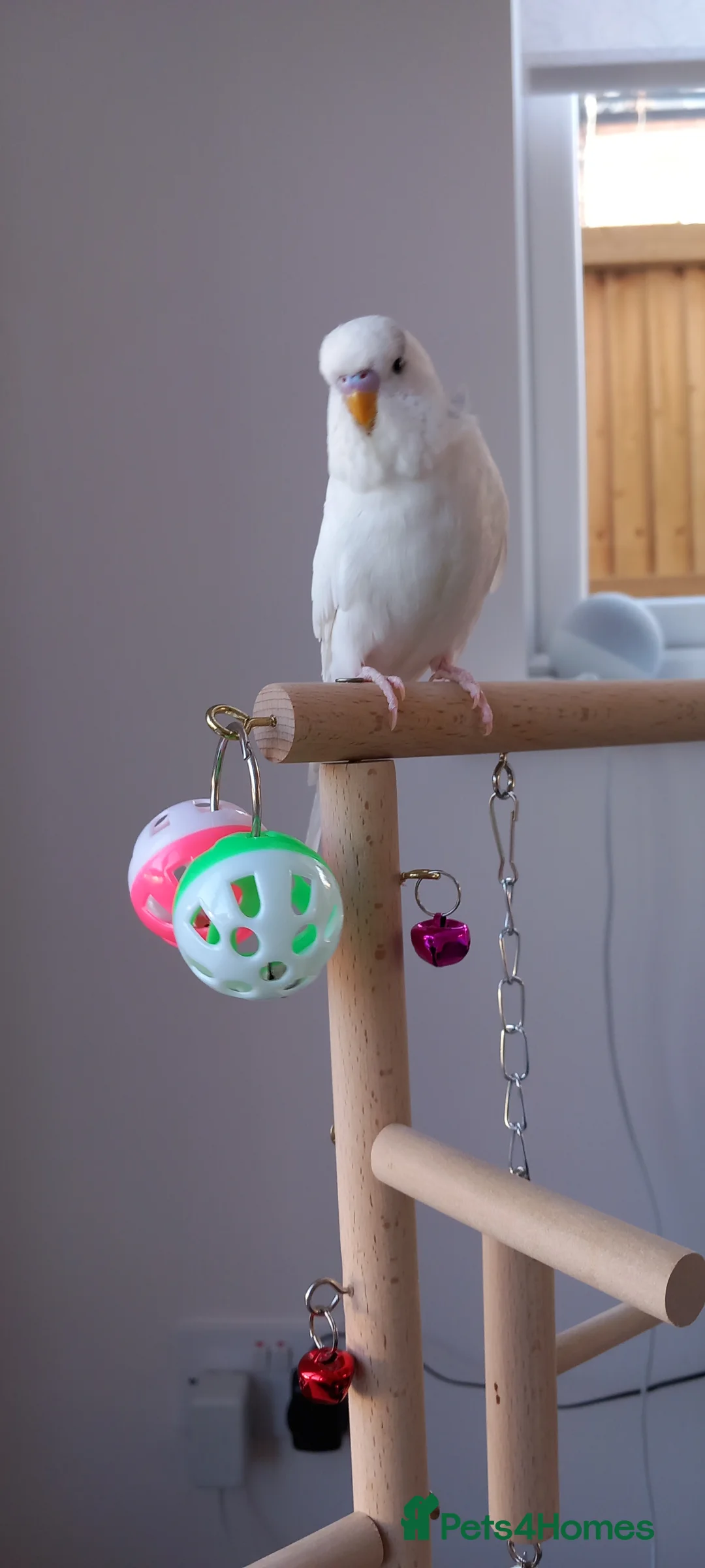 Budgerigars birds for sale: Two beautiful budgies  - Advert 4