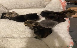 Mixed Breed cats for sale: 11 beautiful kittens - Image 4