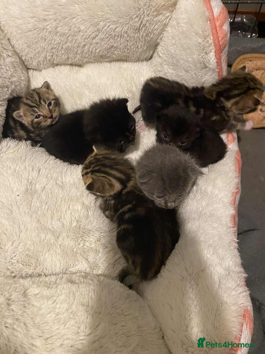 Mixed Breed cats for sale: 11 beautiful kittens - Image 4