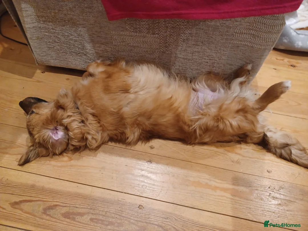 Mixed Breed dogs for adoption: Tomaso  - Advert 3