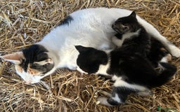 Mixed Breed cats for sale: Kittens  - Image 3