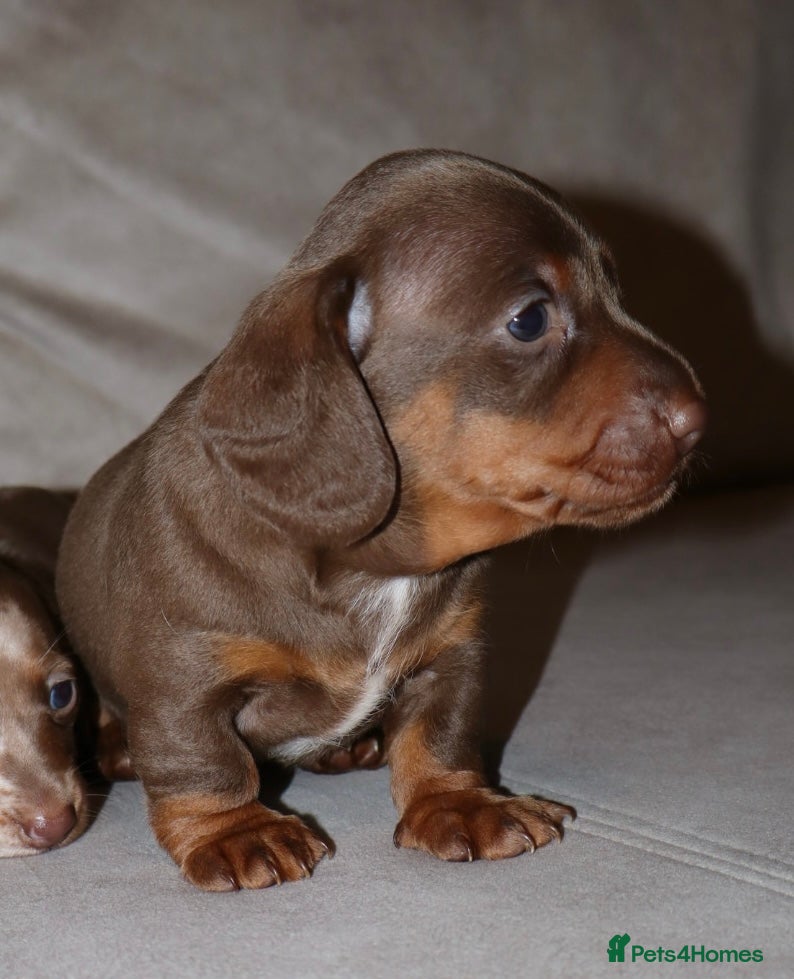 Dachshund dogs  Beautiful Dachshund Puppies–Ready 24th April 🐶🤎 - Advert 2