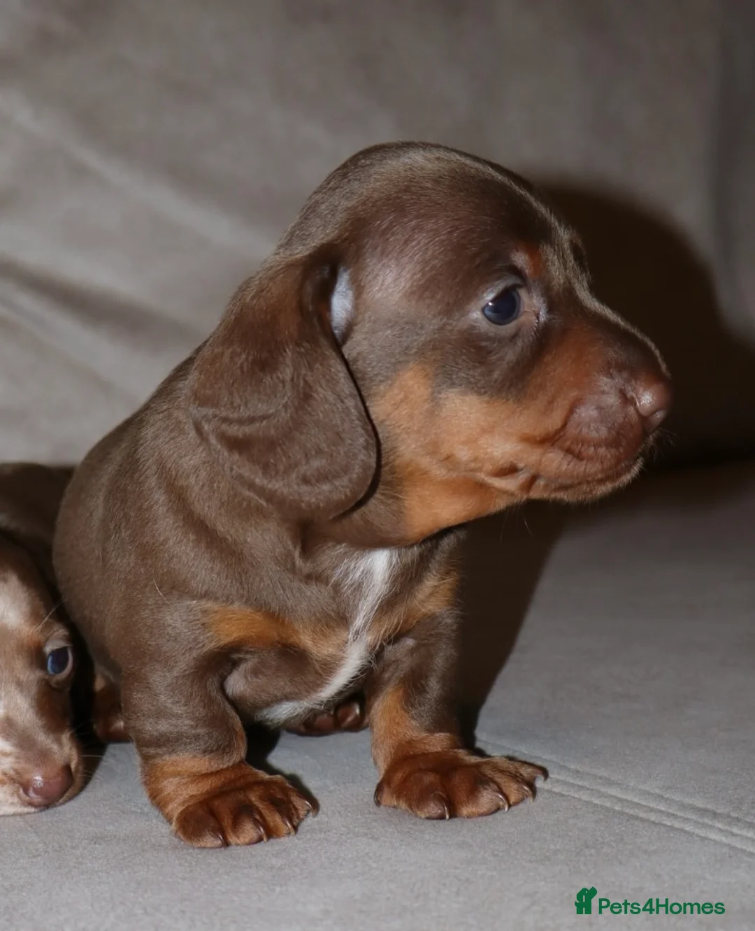 Dachshund dogs for sale:  Beautiful Dachshund Puppies–Ready 24th April 🐶🤎 - Advert 2