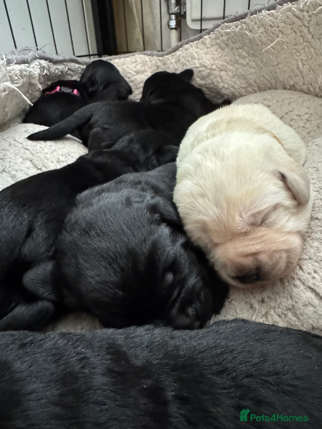 Labrador Retriever dogs for sale:  ✨ KC Registered Labrador Retriever Puppies   - Advert 19