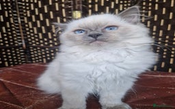Ragdoll cats for sale: A Unique Ragdoll Kitten Waiting for a Loving home  - Image 12