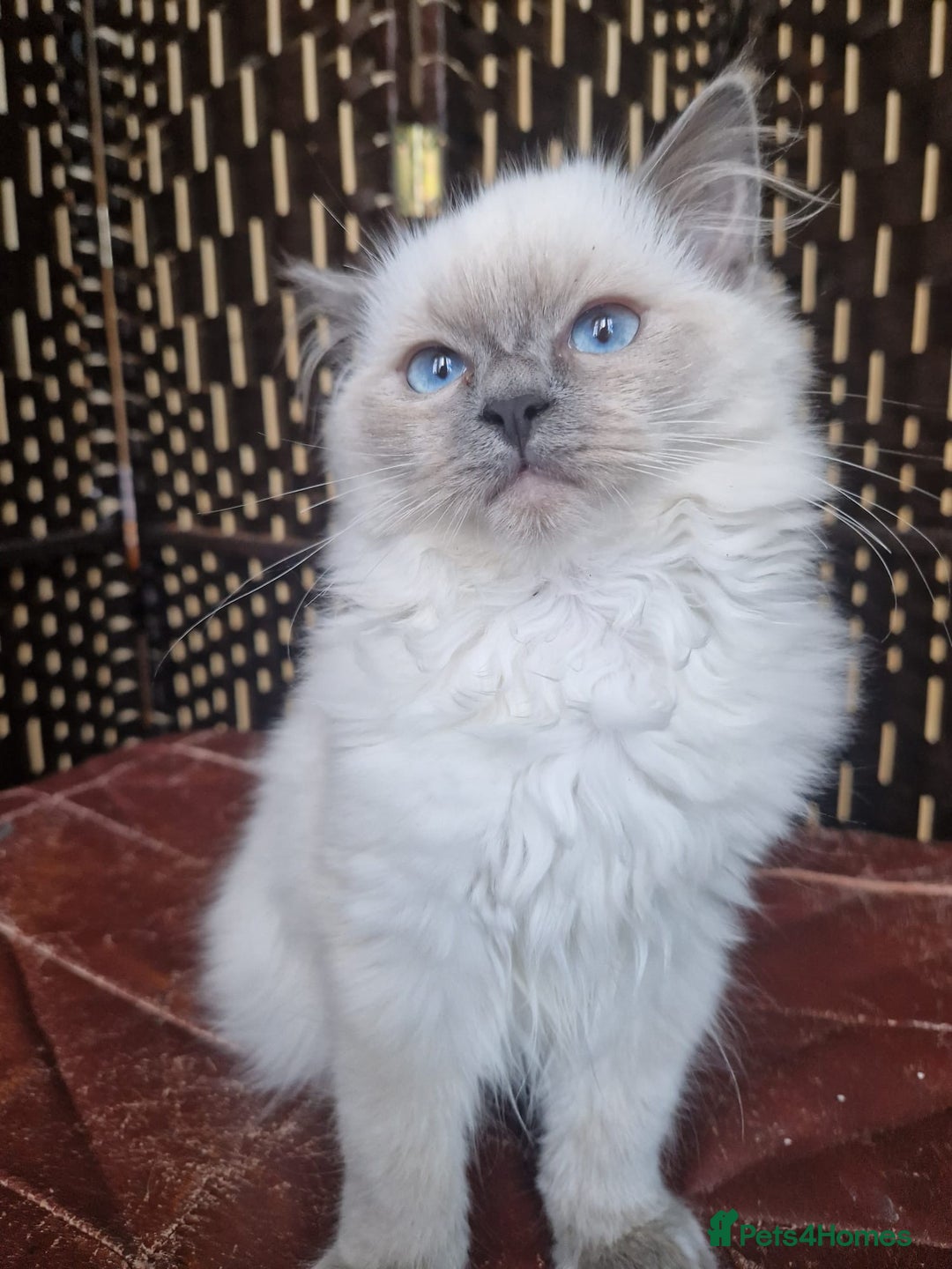 Ragdoll cats for sale: A Unique Ragdoll Kitten Waiting for a Loving home  - Image 12
