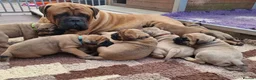 Bullmastiff dogs for sale: Bullmastiff puppies available for new homes... - Advert 7