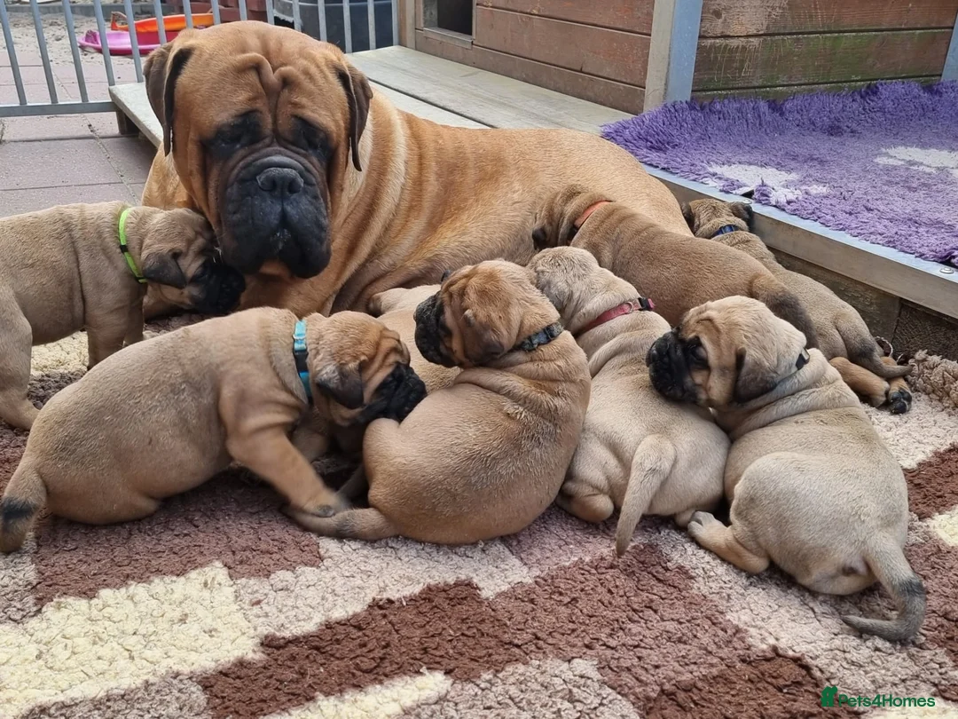 Bullmastiff dogs for sale: Bullmastiff puppies available for new homes... - Advert 7
