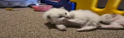 Ragdoll cats for sale: Affectionate Ragdoll Kittens Health-Tested Line - Advert 15