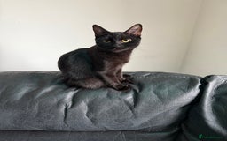 British Shorthair cats for sale: British Shorthair x bengal  - Image 1