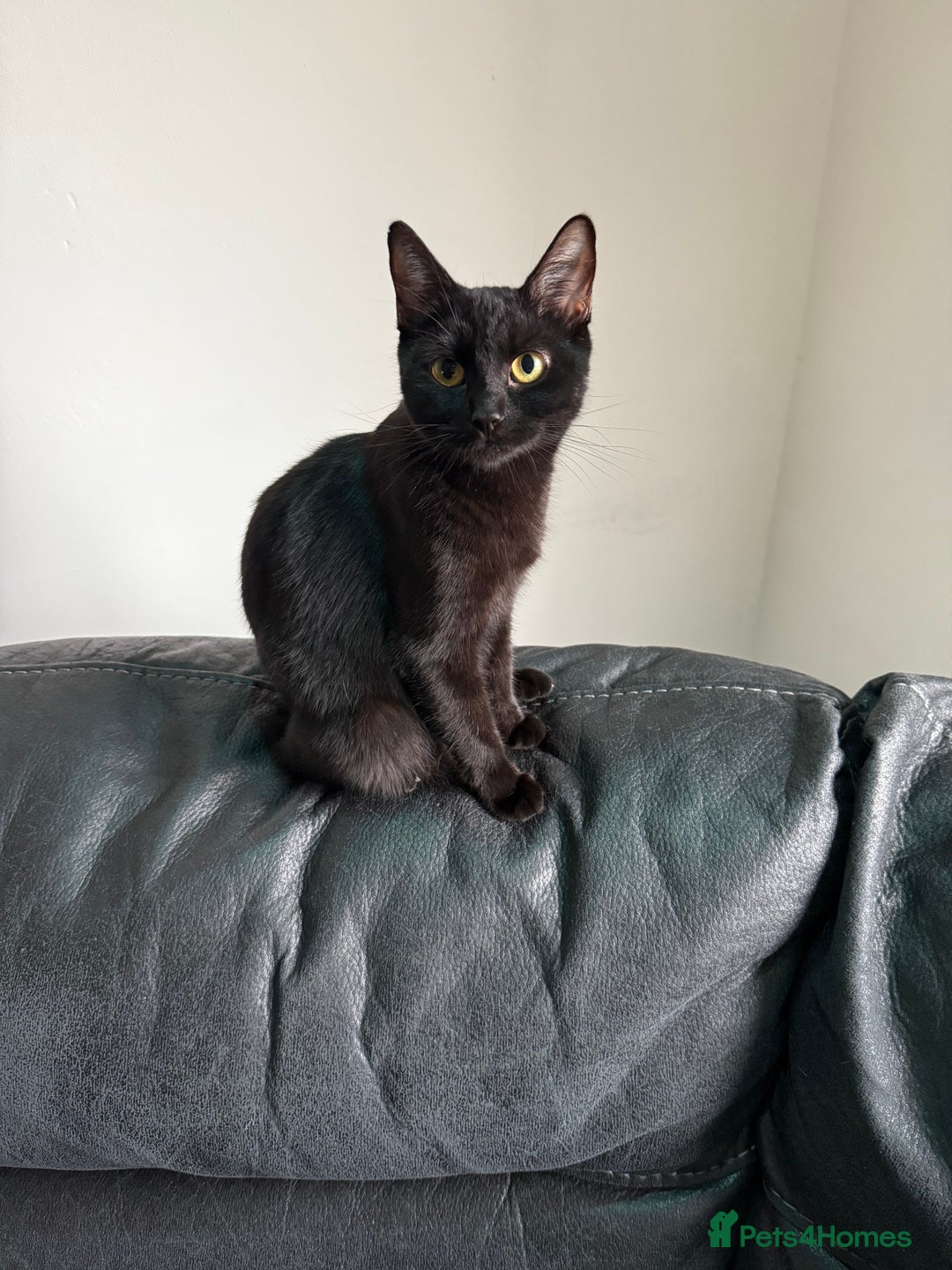 British Shorthair cats for sale: British Shorthair x bengal  - Image 1