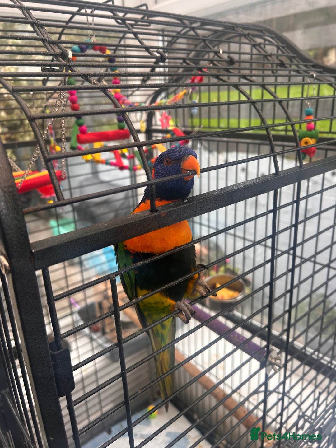 Parakeets birds for sale: Red neck parakeet - Image 2