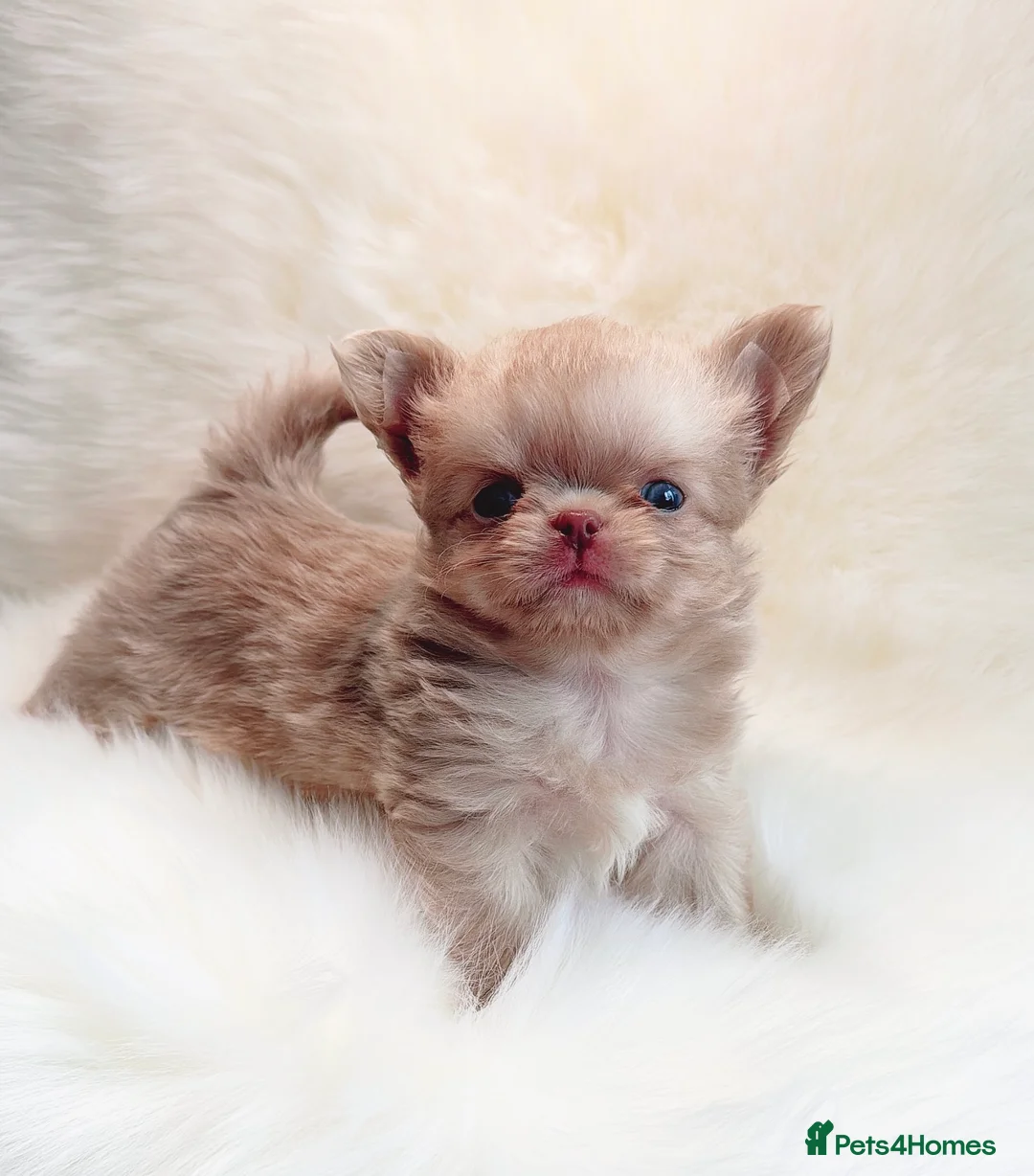 Chihuahua dogs for sale: Beautiful lilac chihuahuas  in Doncaster - Advert 22