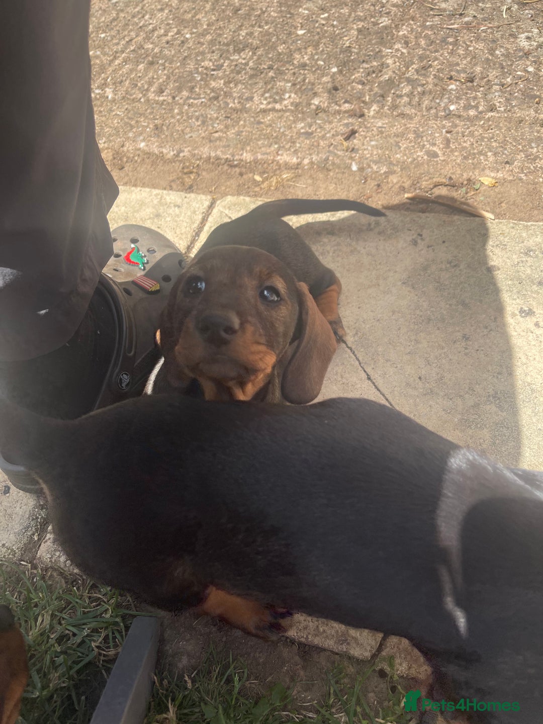 Dachshund dogs for sale: KC standard wire haired dachshund puppies (teckel) in Tiverton - Image 18