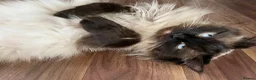 Mixed Breed cats for sale: Stunning Ragdoll / Bengal Mixed Kittens in Shipley - Advert 19