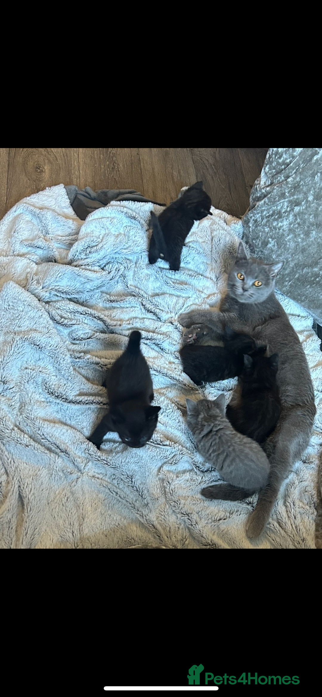 British Shorthair cats for sale: British short hair kittens  - Image 2