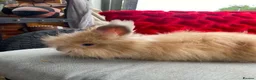 Angora rabbits for sale: English Full Face Angora Kits - Advert 4