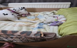 Dalmatian dogs for sale: 100% DALMATIAN LITTER - Image 10