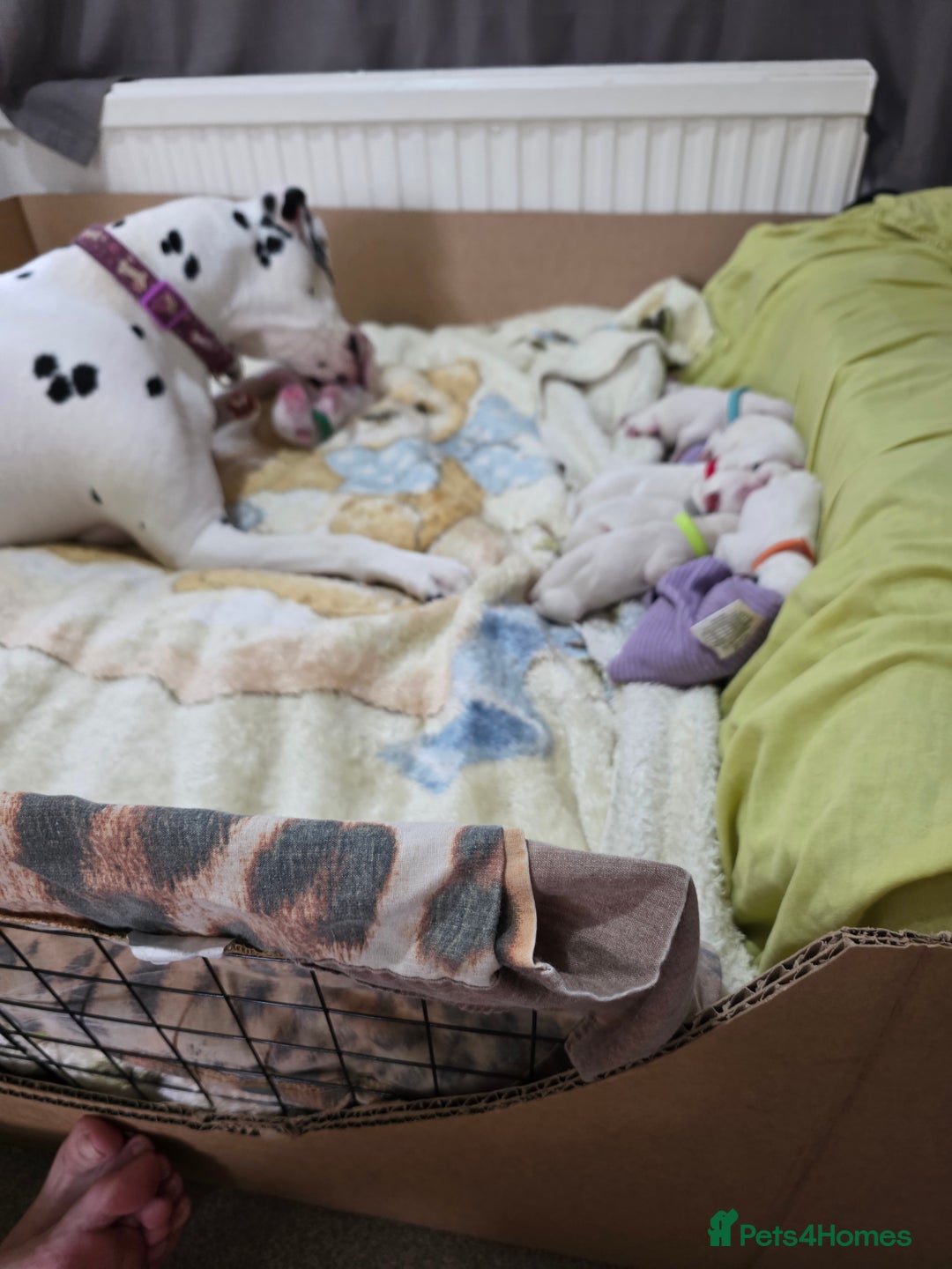 Dalmatian dogs for sale: 100% DALMATIAN LITTER - Image 10