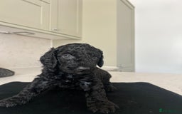 Cockapoo dogs for sale: Cockapoos £700 - Image 1